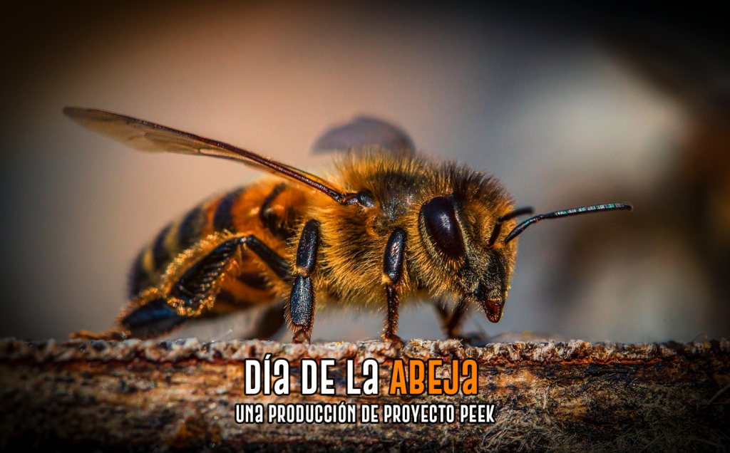 Día Mundial de la abeja Con Miel De Alba