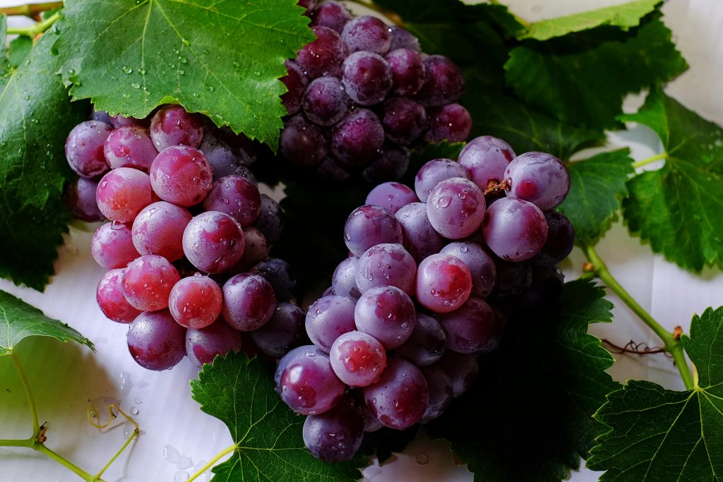Aguascalientes se suma a estado exportador con las uvas