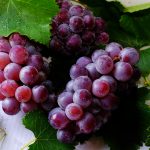 Aguascalientes se suma a estado exportador con las uvas