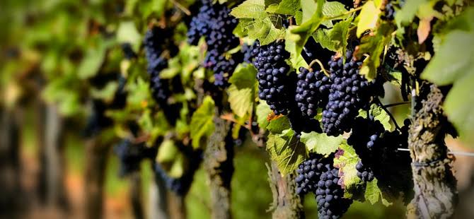 🍇 ¡Uvas de Aguascalientes se Exportan al Mundo! 🌍