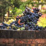 Fiestas de la Vendimia en Valle de Guadalupe: Tu Guía Completa