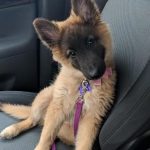 ¿Adoptar o Comprar? La Decisión Que Puede Cambiar Vidas 🐾💖