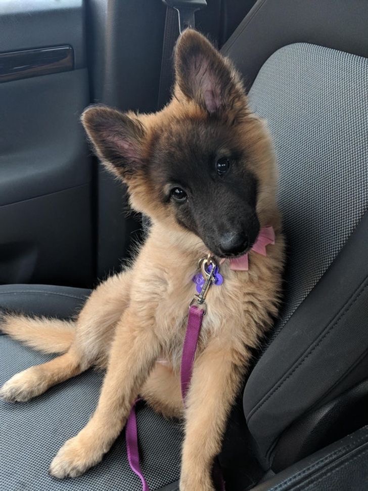 ¿Adoptar o Comprar? La Decisión Que Puede Cambiar Vidas 🐾💖