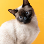 Día Internacional del Gato: ¿Qué tipo de gato eres según tu personalidad?