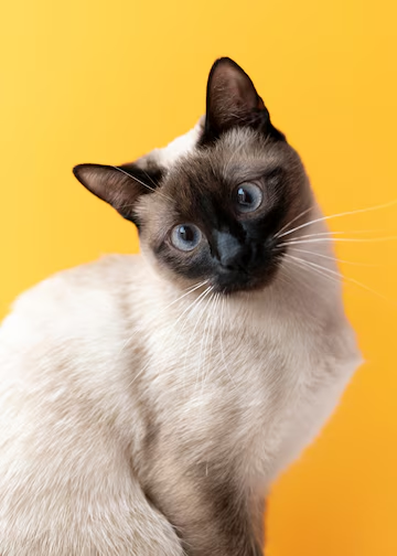 Día Internacional del Gato: ¿Qué tipo de gato eres según tu personalidad?