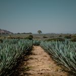 Tequila, Jalisco: el destino que tienes que vivir